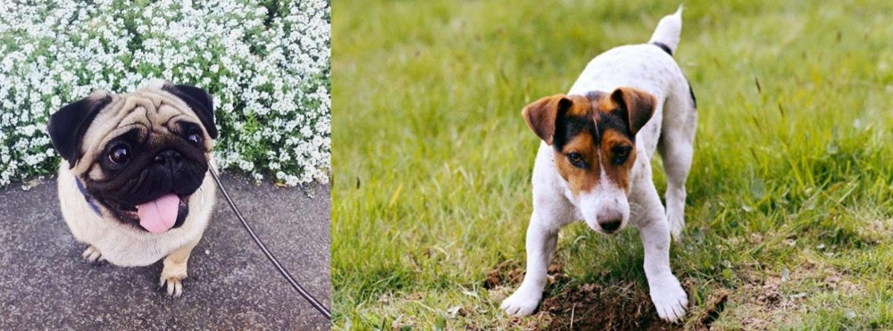 Russell Terrier vs Pug - Breed Comparison