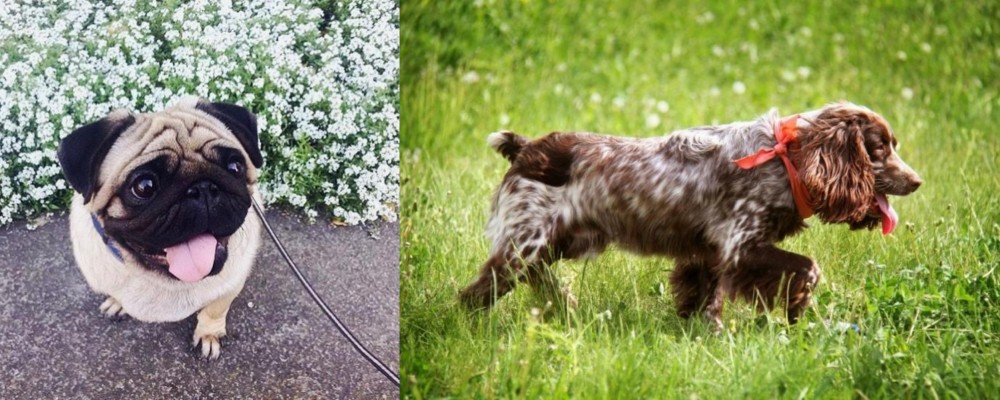 Russian Spaniel vs Pug - Breed Comparison