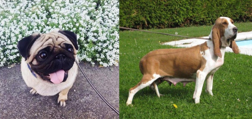 Sabueso Espanol vs Pug - Breed Comparison