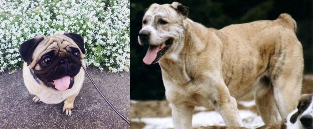 Sage Koochee vs Pug - Breed Comparison