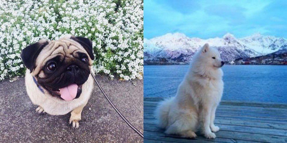 Samoyed vs Pug - Breed Comparison