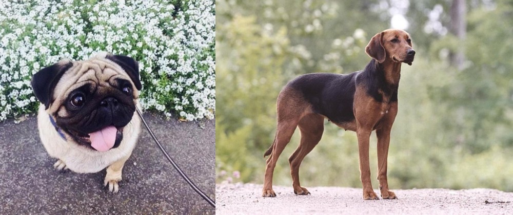 Schillerstovare vs Pug - Breed Comparison
