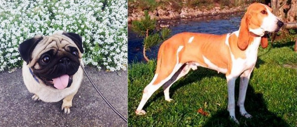 Schweizer Laufhund vs Pug - Breed Comparison