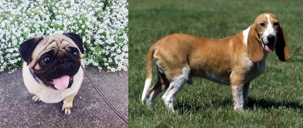 Schweizer Niederlaufhund vs Pug - Breed Comparison