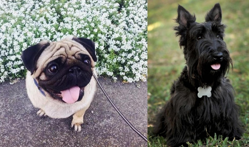 Scoland Terrier vs Pug - Breed Comparison