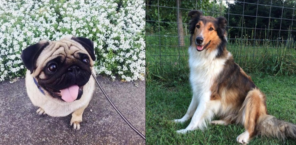 Scotch Collie vs Pug - Breed Comparison