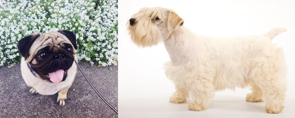 Sealyham Terrier vs Pug - Breed Comparison