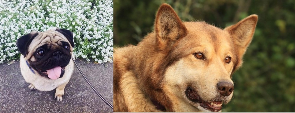 Seppala Siberian Sleddog vs Pug - Breed Comparison