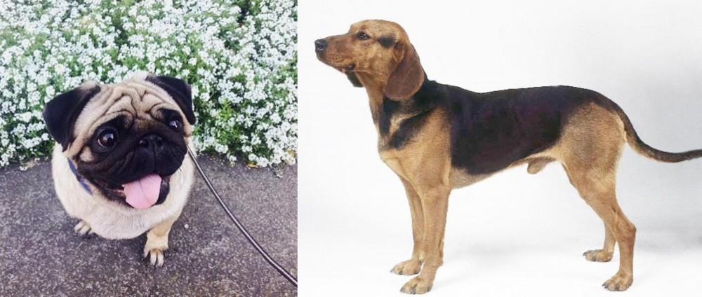Serbian Hound vs Pug - Breed Comparison