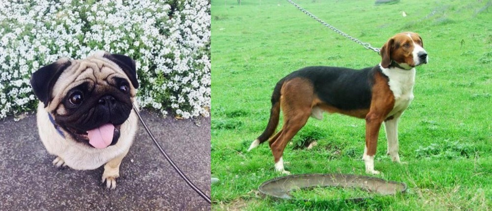 Serbian Tricolour Hound vs Pug - Breed Comparison