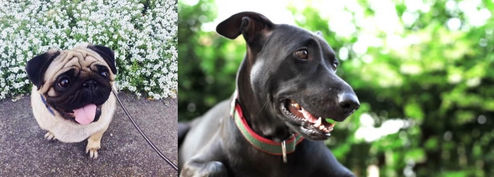 Shepard Labrador vs Pug - Breed Comparison