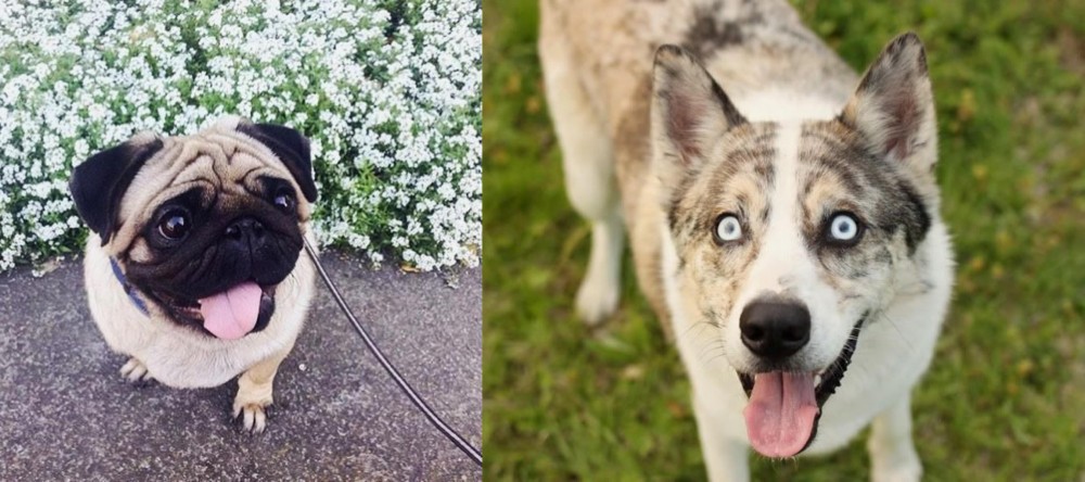 Shepherd Husky vs Pug - Breed Comparison