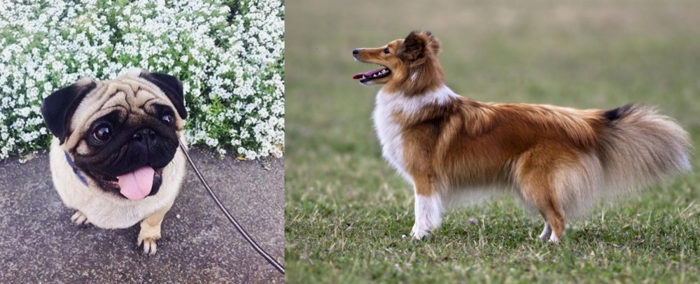 Shetland Sheepdog vs Pug - Breed Comparison