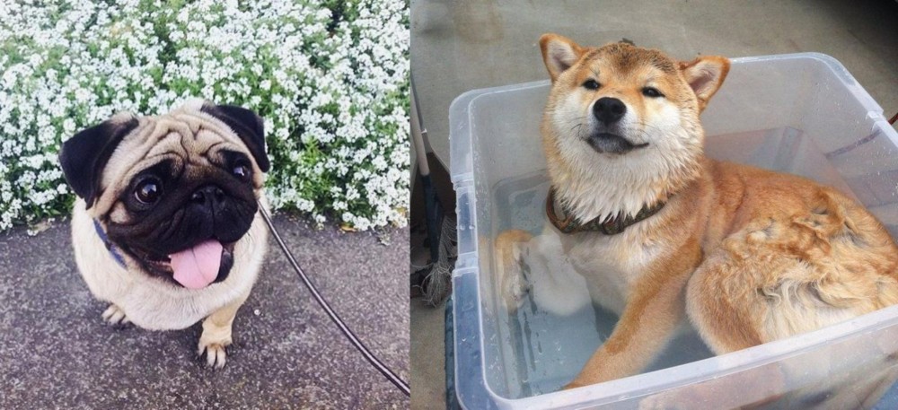 Shiba Inu vs Pug - Breed Comparison