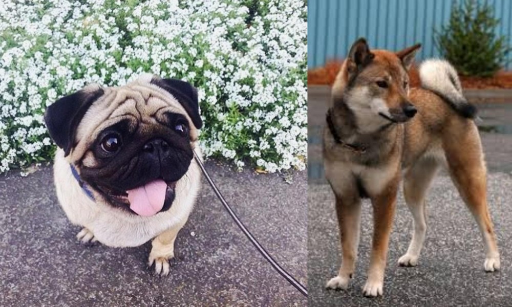 Shikoku vs Pug - Breed Comparison