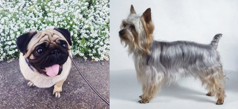 Silky Terrier vs Pug - Breed Comparison
