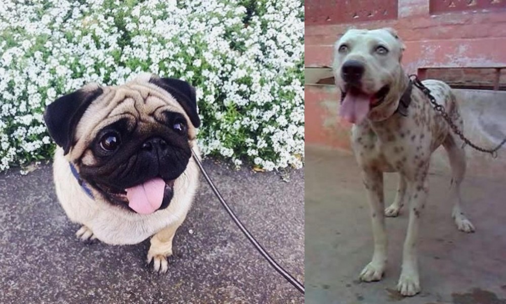 Sindh Mastiff vs Pug - Breed Comparison