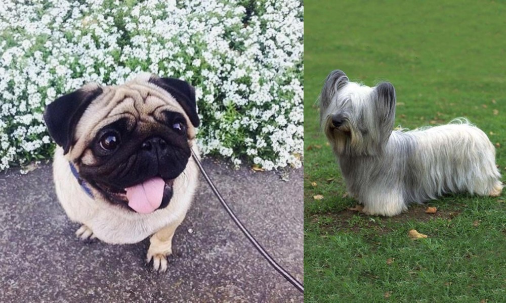 Skye Terrier vs Pug - Breed Comparison