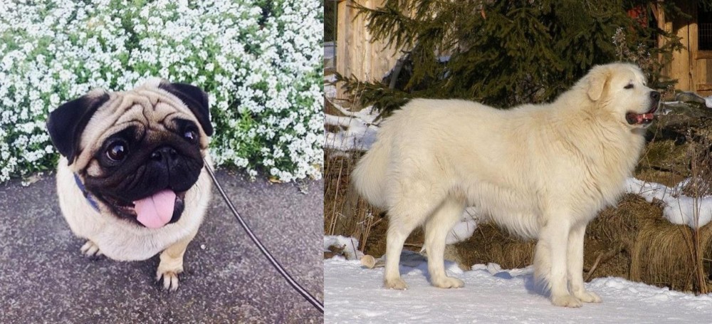 Slovak Cuvac vs Pug - Breed Comparison