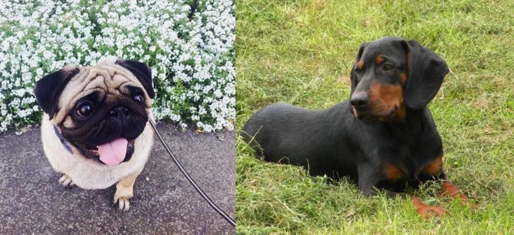 Slovakian Hound vs Pug - Breed Comparison