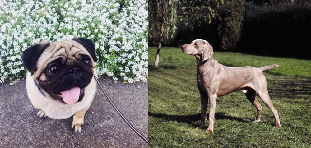 Smooth Haired Weimaraner vs Pug - Breed Comparison