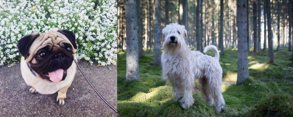 Soft-Coated Wheaten Terrier vs Pug - Breed Comparison