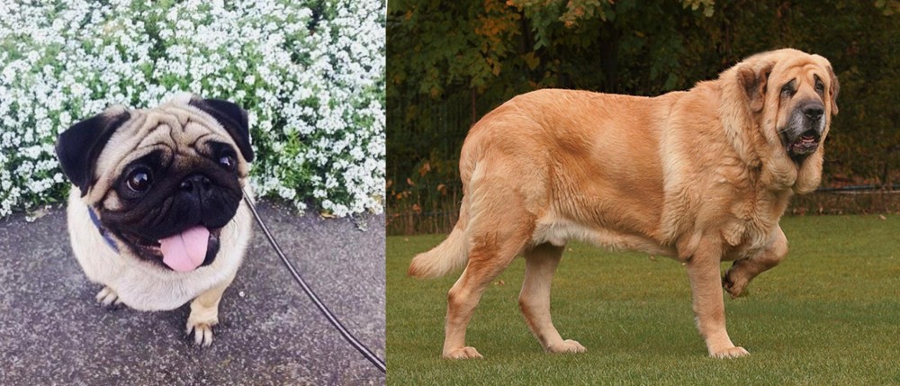 Spanish Mastiff vs Pug - Breed Comparison