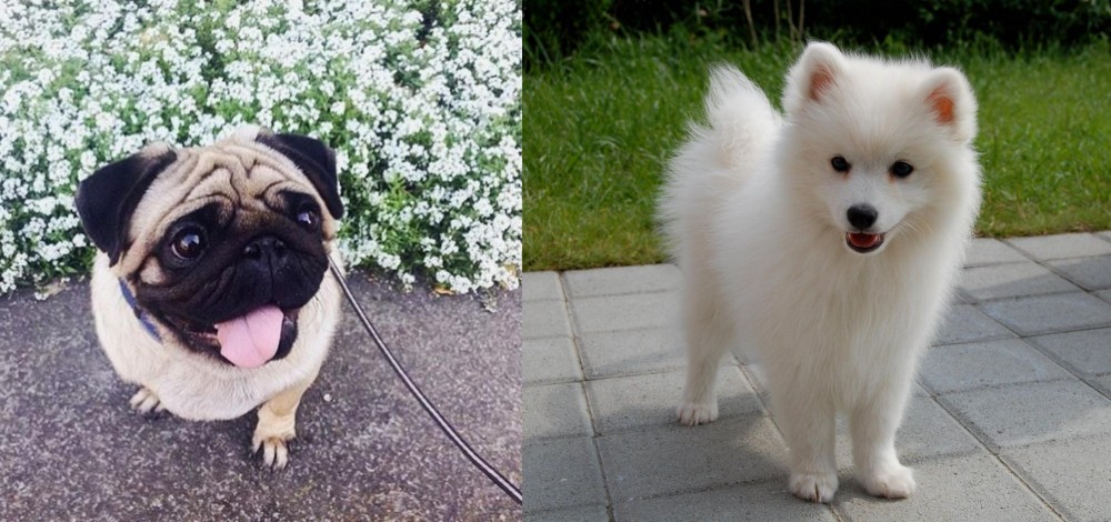 Spitz vs Pug - Breed Comparison