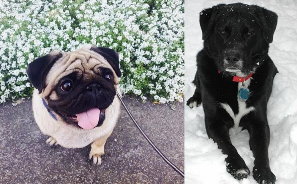 St. John's Water Dog vs Pug - Breed Comparison