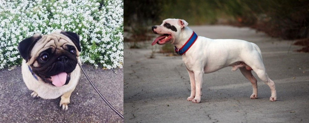 Staffordshire Bull Terrier vs Pug - Breed Comparison