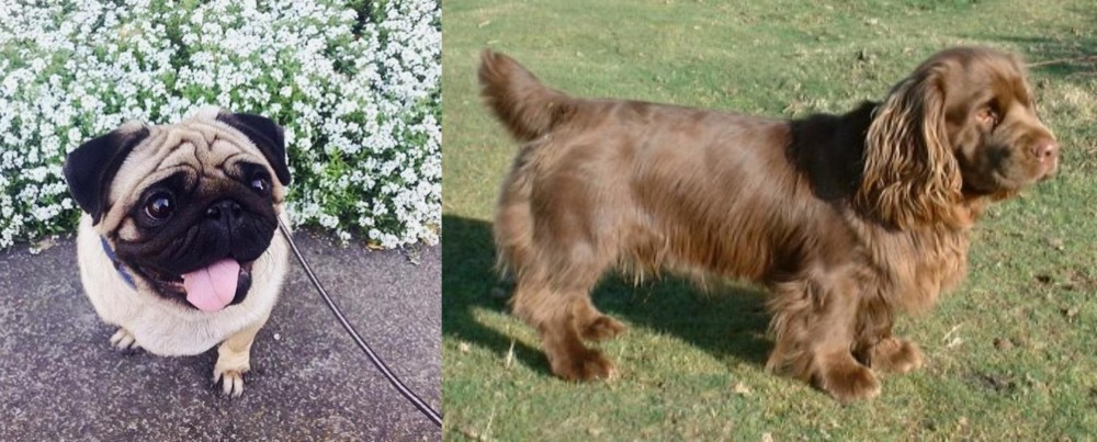 Sussex Spaniel vs Pug - Breed Comparison
