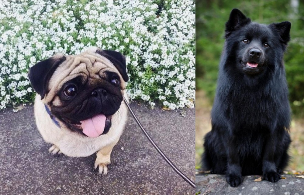 Swedish Lapphund vs Pug - Breed Comparison