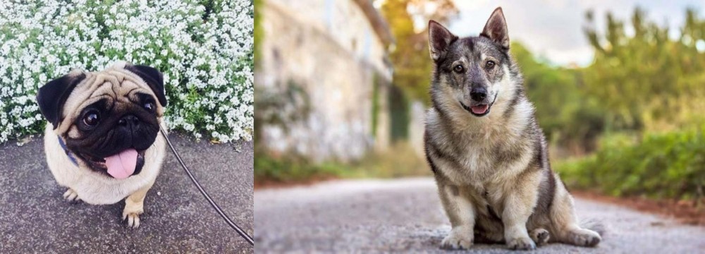 Swedish Vallhund vs Pug - Breed Comparison