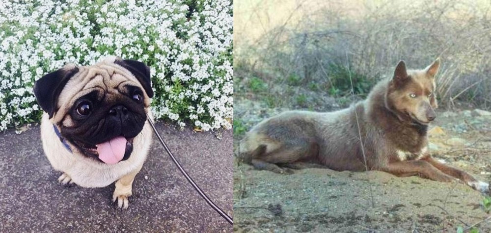 Tahltan Bear Dog vs Pug - Breed Comparison