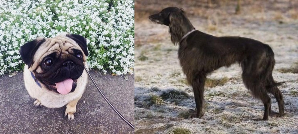 Taigan vs Pug - Breed Comparison