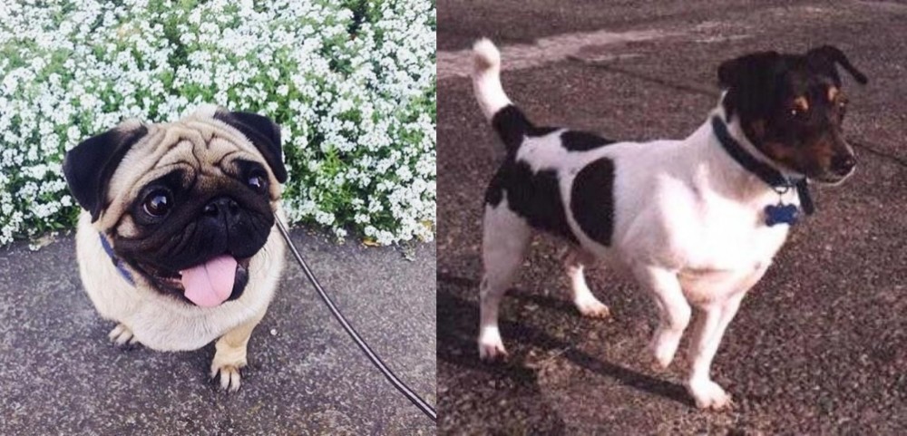 Teddy Roosevelt Terrier vs Pug - Breed Comparison
