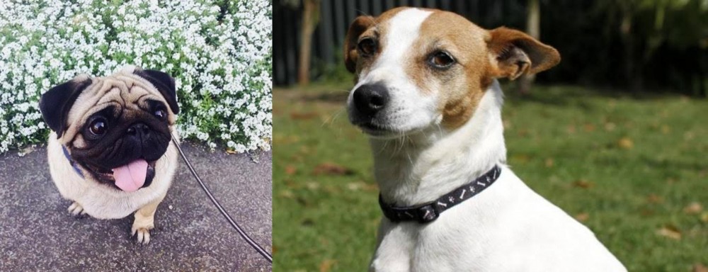 Tenterfield Terrier vs Pug - Breed Comparison