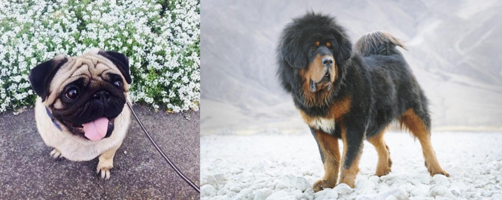Tibetan Mastiff vs Pug - Breed Comparison