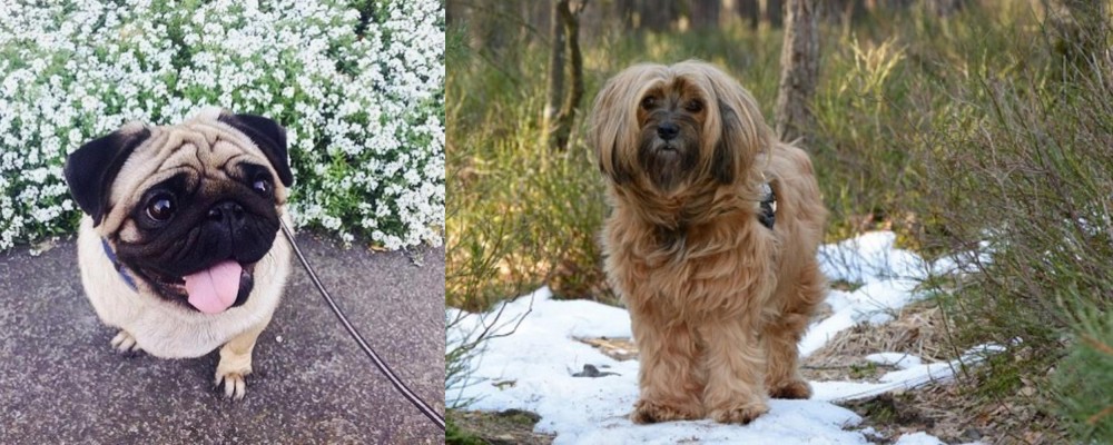 Tibetan Terrier vs Pug - Breed Comparison