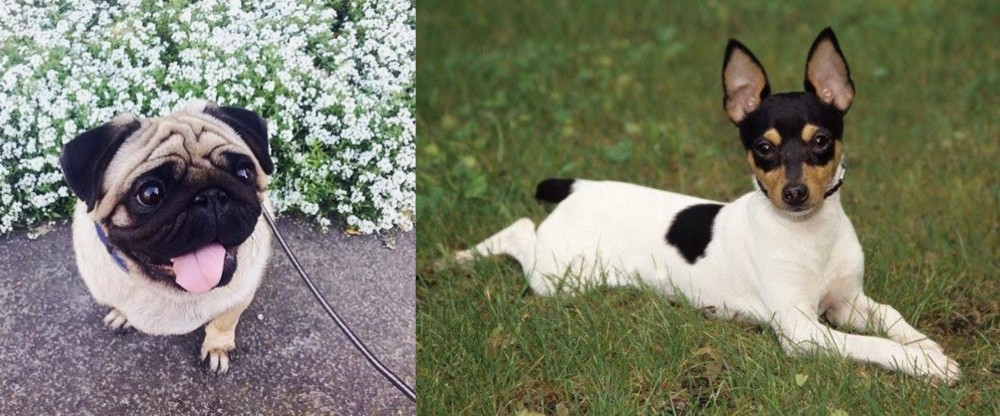Toy Fox Terrier vs Pug - Breed Comparison