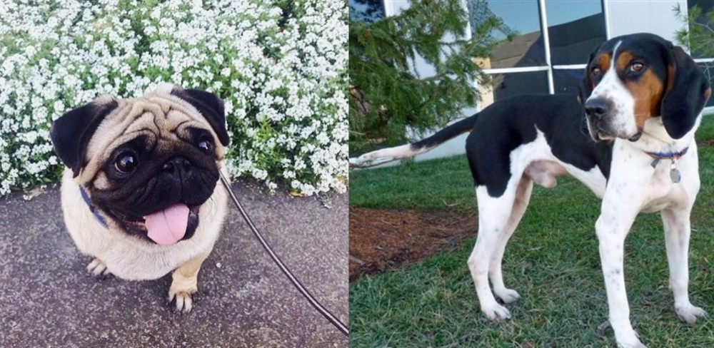 Treeing Walker Coonhound vs Pug - Breed Comparison