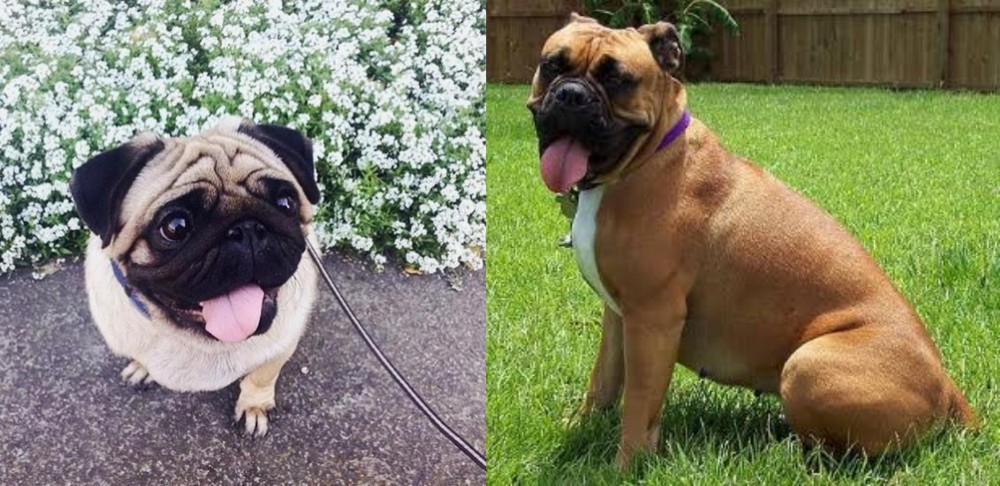 Valley Bulldog vs Pug - Breed Comparison
