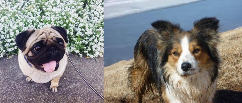 Welsh Sheepdog vs Pug - Breed Comparison