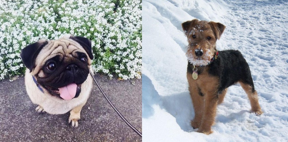 Welsh Terrier vs Pug - Breed Comparison