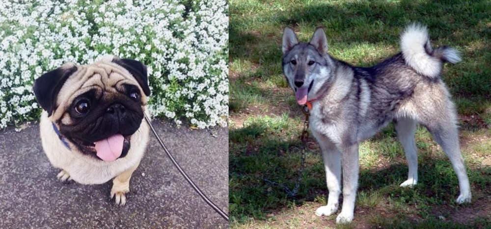 West Siberian Laika vs Pug - Breed Comparison