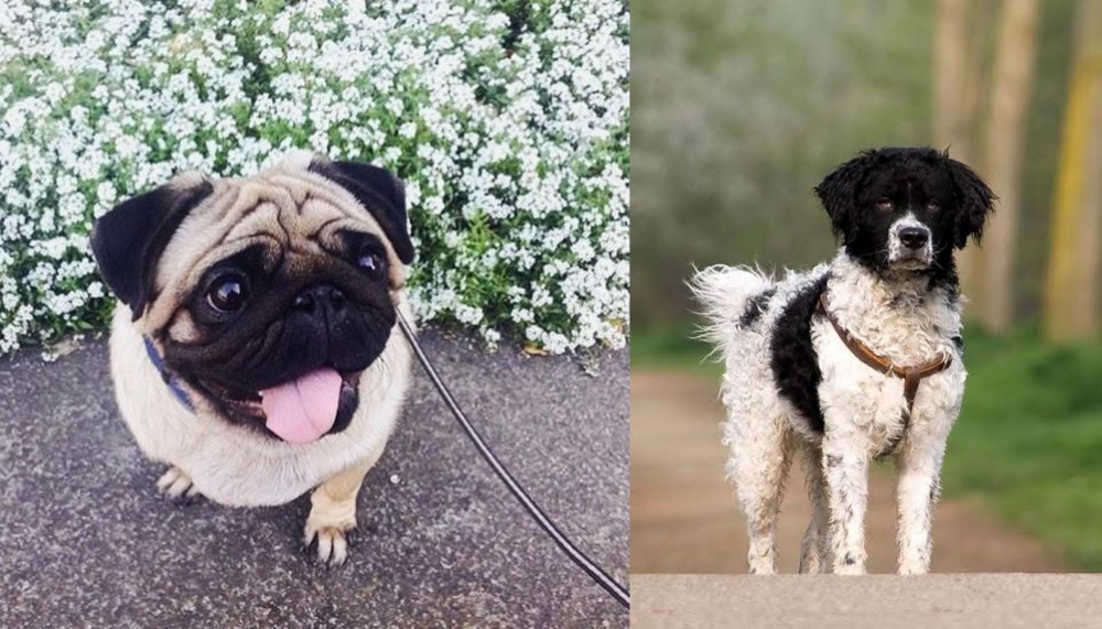 Wetterhoun vs Pug - Breed Comparison