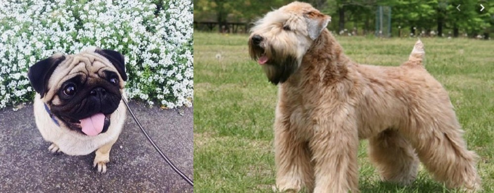 Wheaten Terrier vs Pug - Breed Comparison