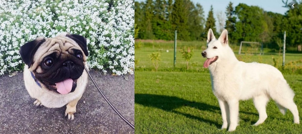 White Shepherd vs Pug - Breed Comparison