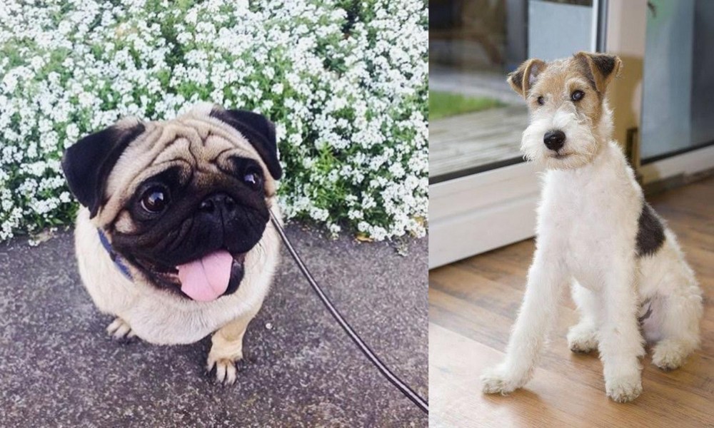 Wire Fox Terrier vs Pug - Breed Comparison