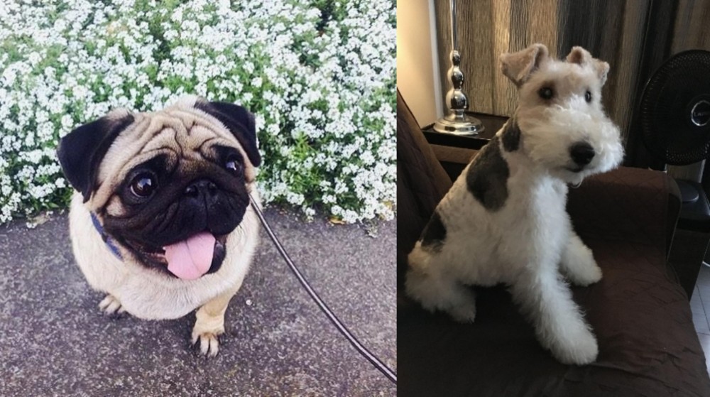 Wire Haired Fox Terrier vs Pug - Breed Comparison